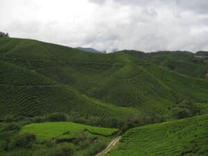 Boh Tea Plantation Fields in Cameron Highlands, Malaysia