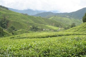 Boh Tea Plantation Fields in Cameron Highlands, Malaysia