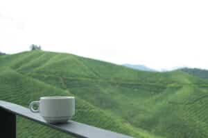 Boh Tea Plantation Fields in Cameron Highlands, Malaysia