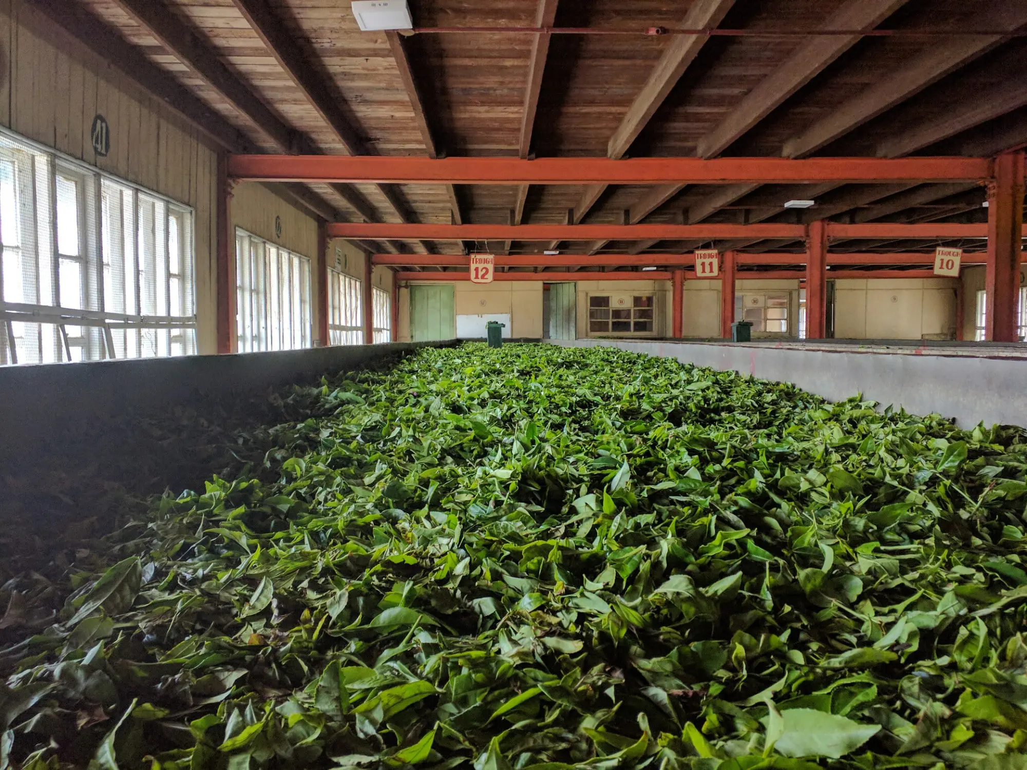 Tea Leaves Withering in Sri Lanka Feature Image