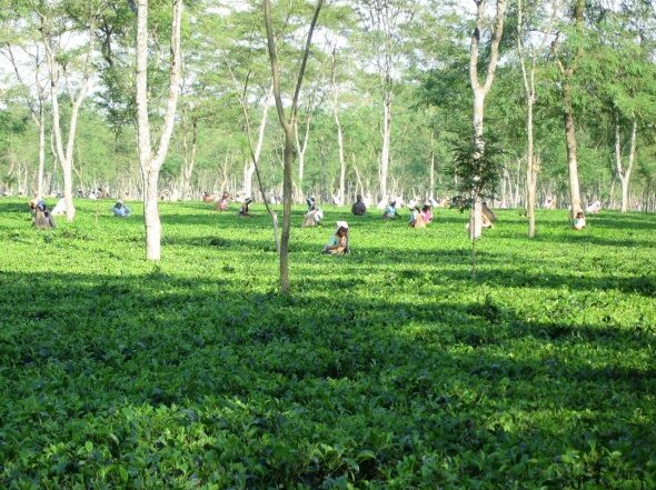 darjeeling tea plantation