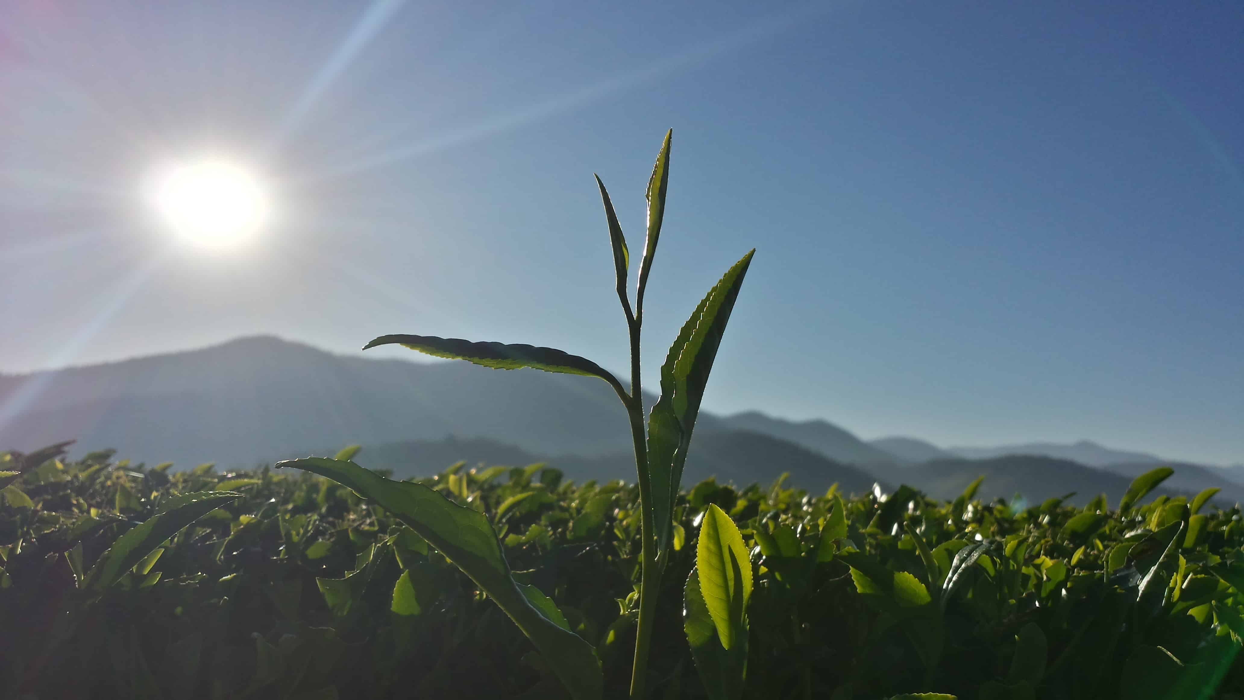 tea buds in Australia