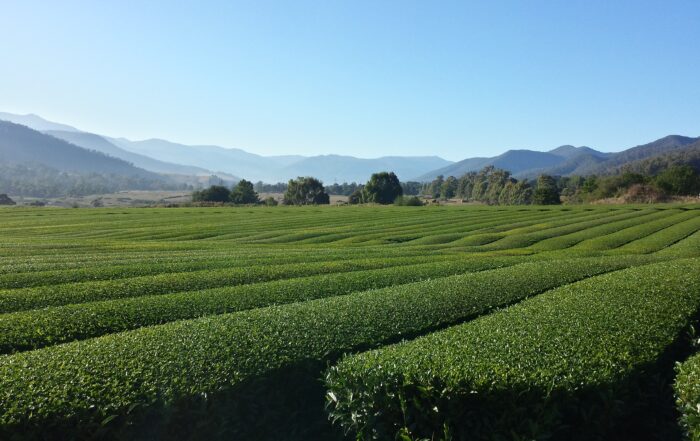 tea growing in victoria australia