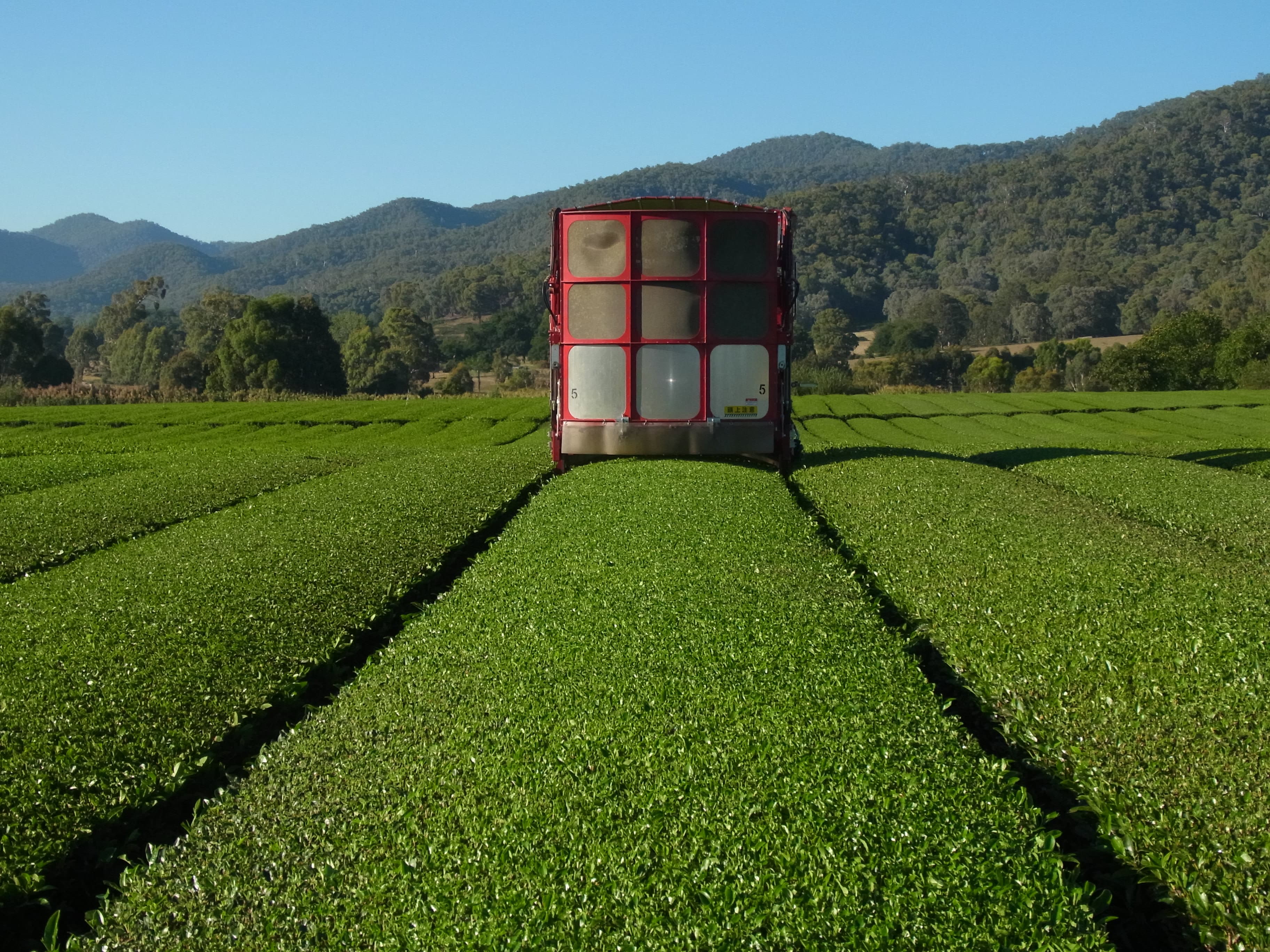 tea harvester machine