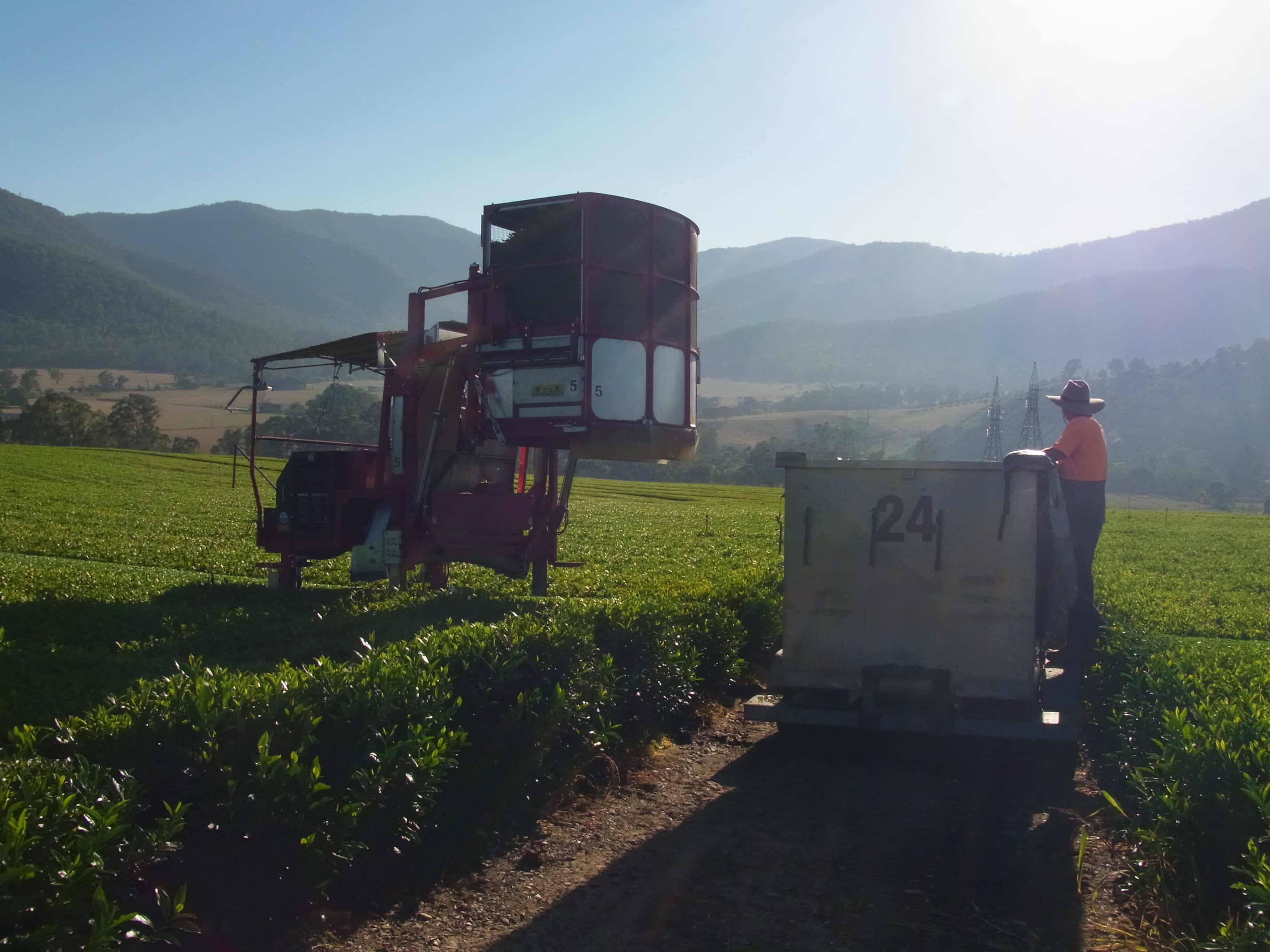 emptying the tea harvester