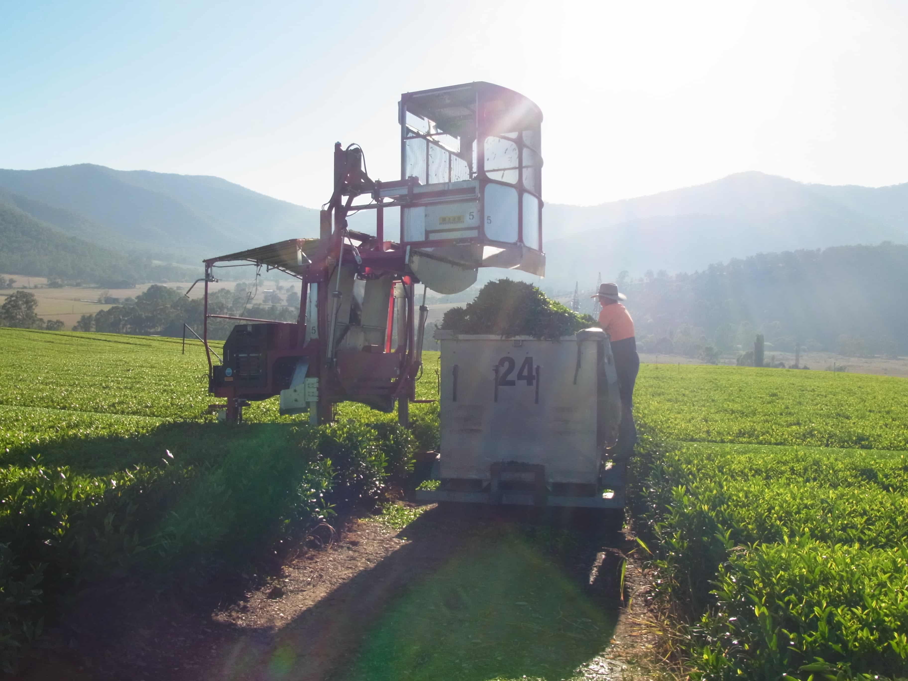 emptying the tea harvester