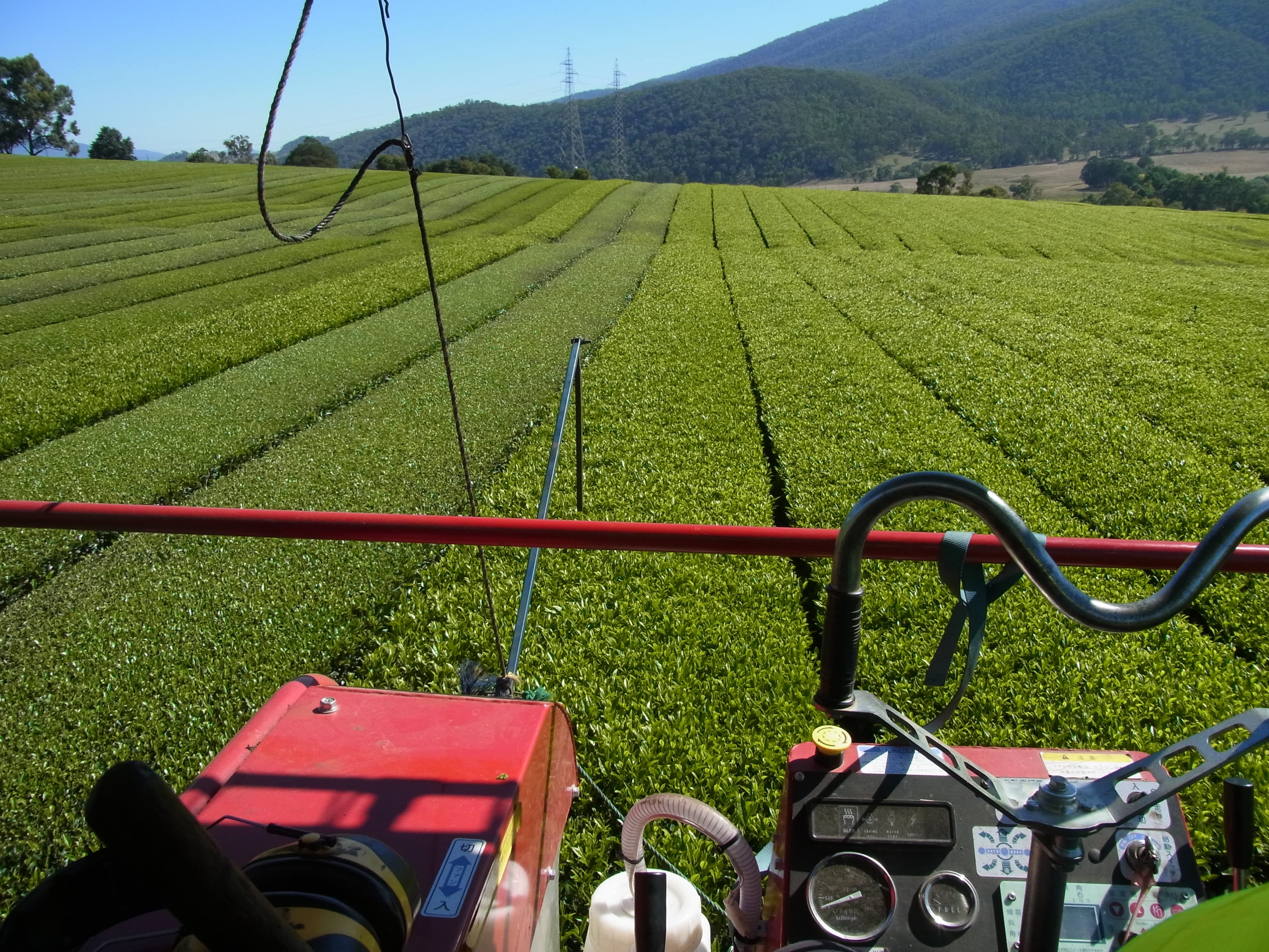 tea harvester machine