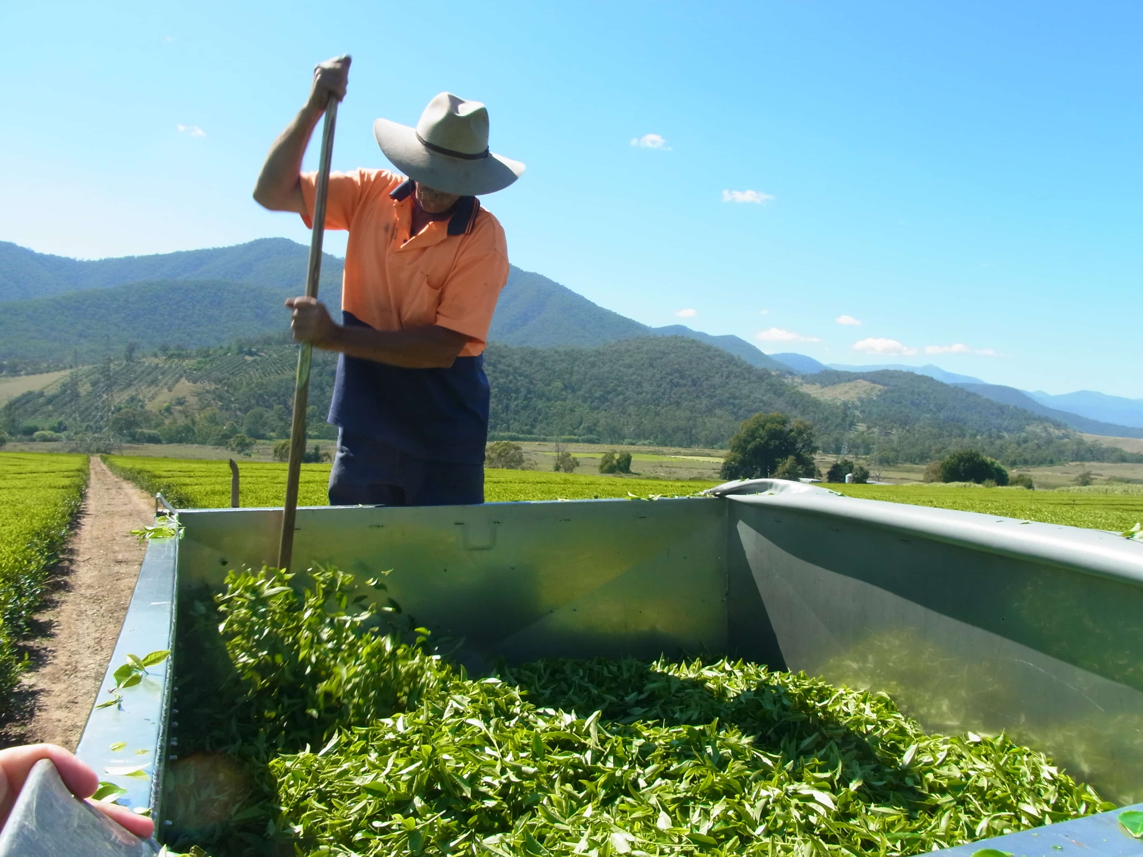 george tending to the tea leaves