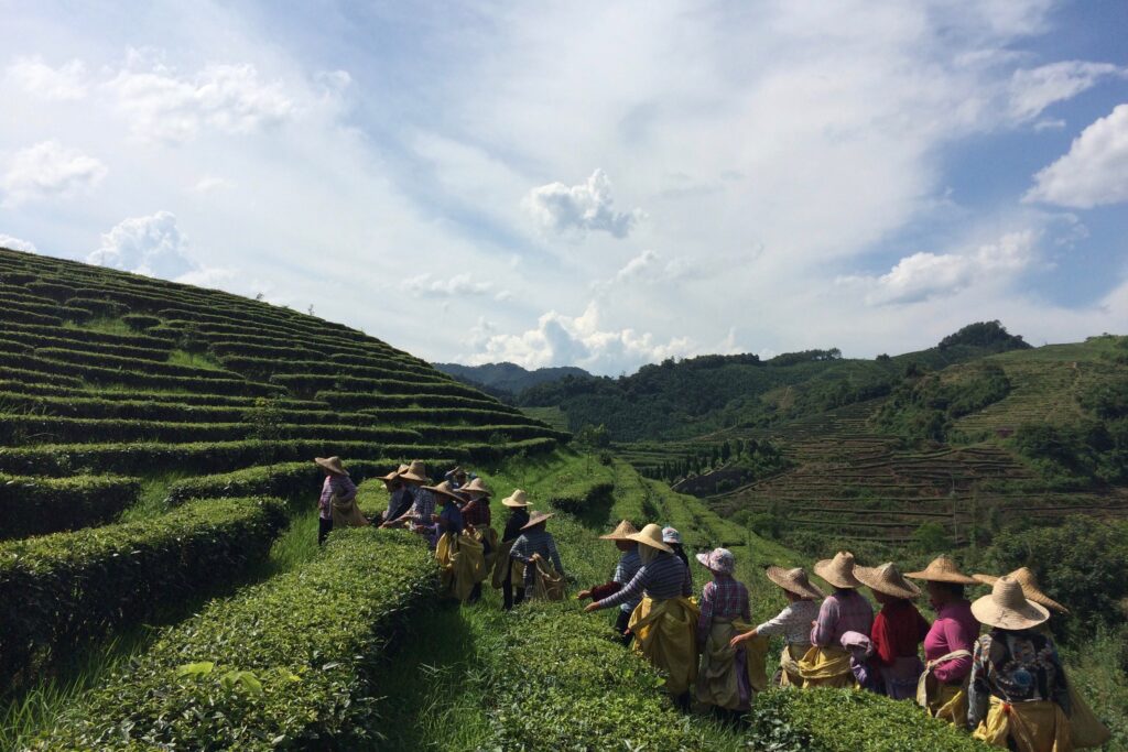 Shanfu Tea Company in Shaxian, Fujian Province, China