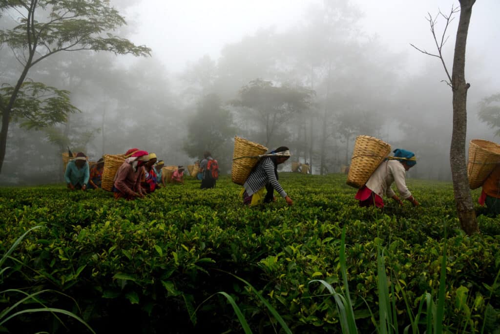 Workers in the foggy tea garden