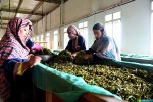 Tea Processing Line