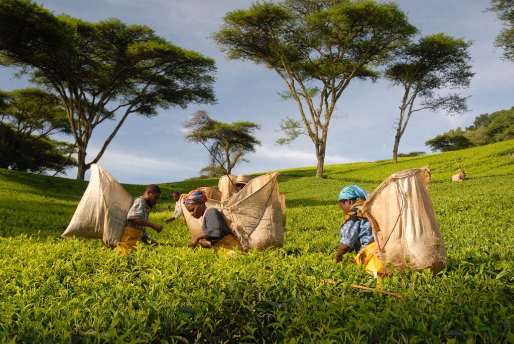 Malawi Tea Farming
